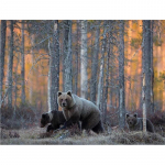 Teemantmaal Ristpistes Karud T&auml;is&uuml;mar teemanttikandid Mets T&auml;is&uuml;mar teemant 20X30CM