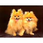 5D isetehtud teemantmaal T&auml;is&uuml;mmargune teemanttikandid koerad Lemmikloom vend ristpistes 20X30CM