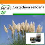 SAFLAX - Aed kotis - Ameerika pamparohi - 200 seemet - Substraadiga sobivas p&uuml;stijas kotis - Cortaderia selloana