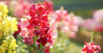 500 Snapdragoni seemet &ndash; Snapdragon Flowersi aiataim &ndash; paljundatavad talupojaseemned &ndash; poolmetsik