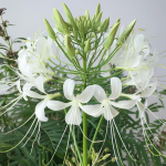 250 valget Cleome'i seemet