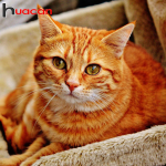 Huacan Full Drill Square 5D DIY Teemantmaal  Orange Cute Cat  Teemanttikandid Ristpistes Mosaiikmaal 30*40