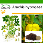 SAFLAX - Maap&auml;hklitaim - 8 seemet - Potisubstraadiga paremaks kasvatamiseks - Arachis hypogaea