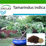 SAFLAX - Bonsai - Tamarind - 4 seemet - Potisubstraadiga paremaks kasvatamiseks - Tamarindus indica