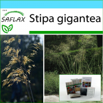 SAFLAX - Kingikomplekt - Hiiglaslik sulghein - 10 seemet - Koos kinkekarbi, kaardi, etiketi ja potisubstraadiga - Stipa gigantea
