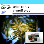 SAFLAX - Kingikomplekt - &Ouml;&ouml;kuninganna - 40 seemet - Koos kinkekarbi, kaardi, etiketi ja potisubstraadiga - Selenicerus grandiflorus