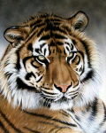 Teemanttikandid 5D DIY Teemantmaal Tiger Full Round/Round Drill Mosaiic Painting 20X30CM