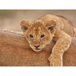 T&auml;isruudu/&uuml;mmarguse teemantmaaling Loomade abstraktsed kivid 5D DIY Teemanttikandid Allahindlus L&otilde;vi mosaiik k&auml;sitsi valmistatud kingitus Full Round 20X30CM punane