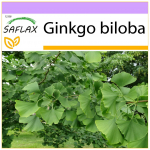 SAFLAX - Maidenhair Tree - 4 seemet - Ginkgo biloba