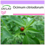 SAFLAX - Lemon Basiilik - 200 seemet - Ocimum citriodorum