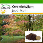 SAFLAX - Katsuratree - 200 seemet - Potisubstraadiga paremaks kasvatamiseks - Cercidiphyllum japonicum