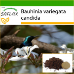 SAFLAX - Valge orhideepuu - 5 seemet - Potisubstraadiga paremaks kasvatamiseks - Bauhinia variegata candida
