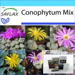 SAFLAX - Kingikomplekt - &Otilde;itsvad kivid / Conophytum Mix - 40 seemet - Koos kinkekarbi, kaardi, etiketi ja potisubstraadiga - Conophytum Mix