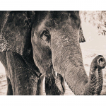 5D DIY Teemanttikunsti Loom Elevant T&auml;is &Uuml;mmargune Puur Teemantmaal Ristpistes Kodu Kaunistus K&auml;sitsi Valmistatud Gi Full Round 20x30CM