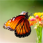 N&auml;put&ouml;&ouml; 5D isetehtud teemantmaal Loom liblikas ristpistes maal Teemanttikandid Full Round 20x20CM