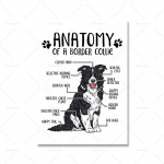 Loomade anatoomia l&otilde;uend Plakat Bordercollie puudel Yorkshire'i terjer Prindimaal Kaasaegne lemmikloomapood Haigla seinakunst Pildid 21x30cm No Frame