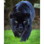 5D Teemantmaal Suur Panther Teemanttikandid Ristpistes Kodukaunistus K&auml;sitsi valmistatud kingitused Round 60x80cm