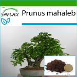 SAFLAX - Bonsai - Mahalebi kirss - 30 seemet - Potisubstraadiga paremaks kasvatamiseks - Prunus mahaleb