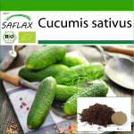 SAFLAX - Mahe - Kurk - Vorgebirgstraube - 15 seemet - Potisubstraadiga paremaks kasvatamiseks - Cucumis sativus