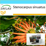 SAFLAX &ndash; Kingikomplekt &ndash; Tulerattapuu &ndash; 20 seemet &ndash; Koos kinkekarbi, kaardi, etiketi ja potisubstraadiga &ndash; Stenocarpus sinuatus