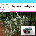SAFLAX &ndash; Kingikomplekt &ndash; Harilik t&uuml;&uuml;mian &ndash; 200 seemet &ndash; Koos kinkekarbi, kaardi, etiketi ja potisubstraadiga &ndash; Thymus vulgaris