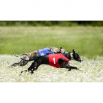 5D DIY Teemantmaaling Loomakoer T&auml;is&uuml;marad teemanttikandid Rhinestone Pilt Mosaiik 40x50cm Kodukaunistuse kingitus Full Round 20x30CM