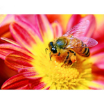 Teemanttikandid Lilled mesilane ristpistes kristallist &uuml;mmargused teemandid Decor DIY teemantide maalimine 20X30CM