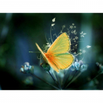 T&auml;isringi puur Teemanttikandid Roheline liblikas 5D DIY Teemantmaal Ristpistes Rhinestone 20X30CM