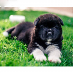 Teemanttikandid Akita must koer teemantmaal T&auml;is&uuml;mmargune pilt kivist ristpistest 20X30CM
