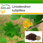 SAFLAX - Tulbipuu - 20 seemet - Potisubstraadiga paremaks kasvatamiseks - Liriodendron tulipifera