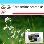 SAFLAX &ndash; kinkekomplekt &ndash; Kukelill &ndash; 100 seemet &ndash; Koos kinkekarbi, kaardi, etiketi ja potisubstraadiga &ndash; Cardamine pratensis
