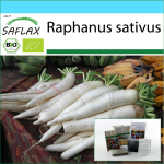 SAFLAX - Kingikomplekt - Orgaaniline - Redis - Mooli Minowase - 100 seemet - Koos kinkekarbi, kaardi, etiketi ja potisubstraadiga - Raphanus sativus
