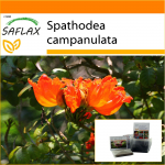 SAFLAX - Aed kotis - Aafrika tulbipuu - 30 seemet - Substraadiga sobivas p&uuml;stijas kotis - Spathodea campanulata