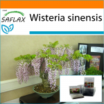 SAFLAX - Aed kotis - Bonsai - Sinine Hiina Wisteria - 4 seemet - Substraadiga sobivas p&uuml;stises kotis - Wisteria sinensis
