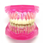 1 tk hambaravi standardse hambamudeli ortodontiline mudel patsientide suhtlemiseks hambaravikliiniku mudelit&ouml;&ouml;riist 1 piece Pink
