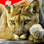 DIY 5D teemantmosaiik Lion Tiger k&auml;sitsi valmistatud teemantmaaling ristpistes komplektid teemanttikandid 30x30