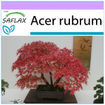 SAFLAX - Bonsai - Punane vaher - 20 seemet - Acer rubrum