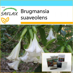 SAFLAX - Kingikomplekt - Angel's Trumpet White - 10 seemet - Koos kinkekarbi, kaardi, etiketi ja potisubstraadiga - Brugmansia suaveolens