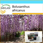 SAFLAX &ndash; kinkekomplekt &ndash; Aafrika Wisteria puu &ndash; 15 seemet &ndash; Koos kinkekarbi, kaardi, etiketi ja potisubstraadiga &ndash; Bolusanthus africanus