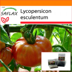 SAFLAX - Aed kotis - Tomat - Roosa Brandywine - 10 seemet - Substraadiga sobivas p&uuml;stijas kotis - Lycopersicon esculentum