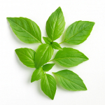 200 Graines de Basilic Tha&iuml; (Ocimum basilicum var.thyrsiflora)