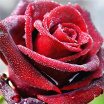 Teemantmaali lillede teemantkunsti mosaiik ristpistes teemantmaal t&auml;ispuur Uued saabumised 20*20cm