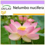 SAFLAX &ndash; India p&uuml;ha lootos &ndash; 8 seemet &ndash; Nelumbo nucifera