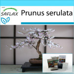 SAFLAX &ndash; kinkekomplekt &ndash; Bonsai &ndash; metsik must kirss &ndash; 30 seemet &ndash; kinkekarbi, kaardi, etiketi ja potisubstraadiga &ndash; Prunus serulata
