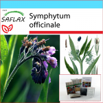 SAFLAX - kinkekomplekt - Comfrey - 15 seemet - Koos kinkekarbi, kaardi, etiketi ja potisubstraadiga - Symphytum officinale