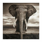 DIY 3D teemantmaaling elevanttikandid ristpistes k&auml;sit&ouml;&ouml; kodukaunistus Full Round 20x20CM