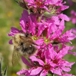 Hariliku vereurmarohi Rosy Gem seemned 0,3g - VILMORIN