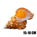 Suurem&otilde;&otilde;tmeline merekaunistus &otilde;ppetunni ettevalmistus looduslik karp teokarp loomingulised kodukingitused dekoor toa kujukesed sisekujunduseks lauale