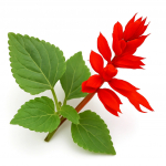 50 Graines de Sauge Eclatante Feu de la Saint-Jean (Salvia splendens)