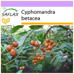SAFLAX - Tamarillo - 50 seemet - Cyphomandra betacea